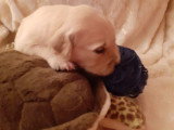 Superbes chiots Golden Retriever LOF à vendre