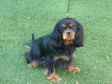 Chienne Cavalier King Charles LOF à vendre, née en 2020