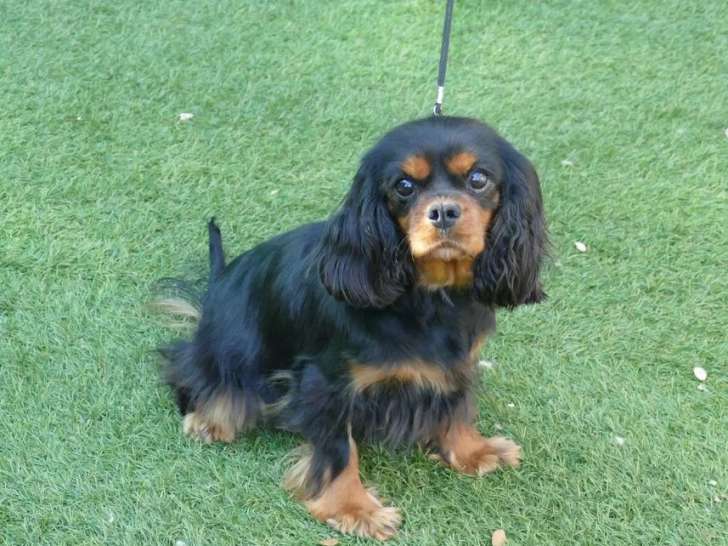 Chienne Cavalier King Charles LOF à vendre, née en 2020
