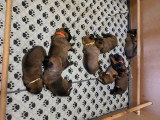 Chiots malinois
