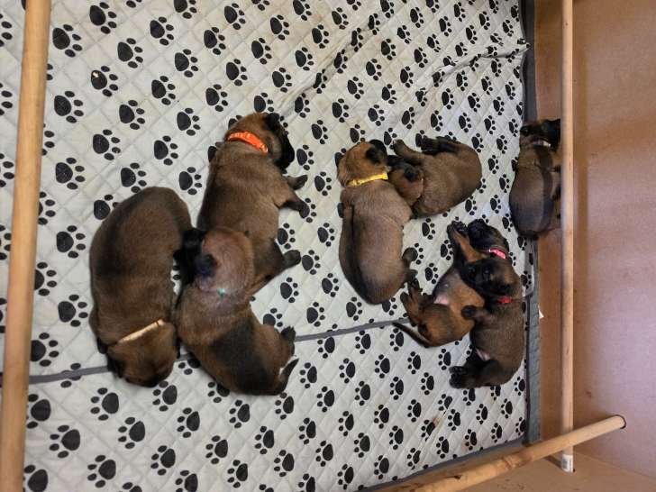 Chiots malinois
