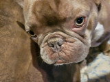Mâle Bouledogue Français disponible pour saillie