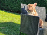 Mâle Bouledogue Français disponible pour saillie