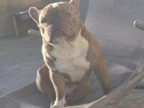 Mâle Bouledogue Français disponible pour saillie