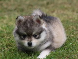 5 chiots Pomsky F2 non LOF nés en avril 2026 à vendre