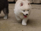 5 chiots Pomsky F2 non LOF nés en avril 2026 à vendre