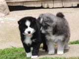 5 chiots Pomsky F2 non LOF nés en avril 2026 à vendre