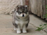 5 chiots Pomsky F2 non LOF nés en avril 2026 à vendre