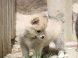 5 chiots Pomsky F2 non LOF nés en avril 2026 à vendre