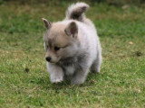 Chiot Pomsky mâle F2+ non LOF à vendre d'avril 2026