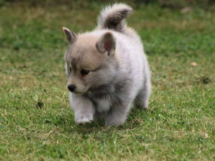Chiot Pomsky mâle F2+ non LOF à vendre d'avril 2026
