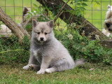 Chiot Pomsky mâle F2+ non LOF à vendre d'avril 2026