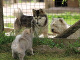 Chiot Pomsky mâle F2+ non LOF à vendre d'avril 2026