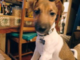 Chiot mâle Jack Russell à vendre