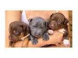 Chiots American Bully XL et XXL à vendre