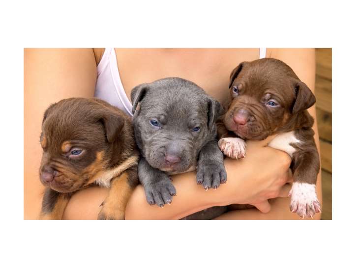Chiots American Bully XL et XXL à vendre