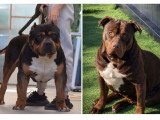 Chiots American Bully XL et XXL à vendre