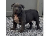 Chiots American Bully XL et XXL à vendre