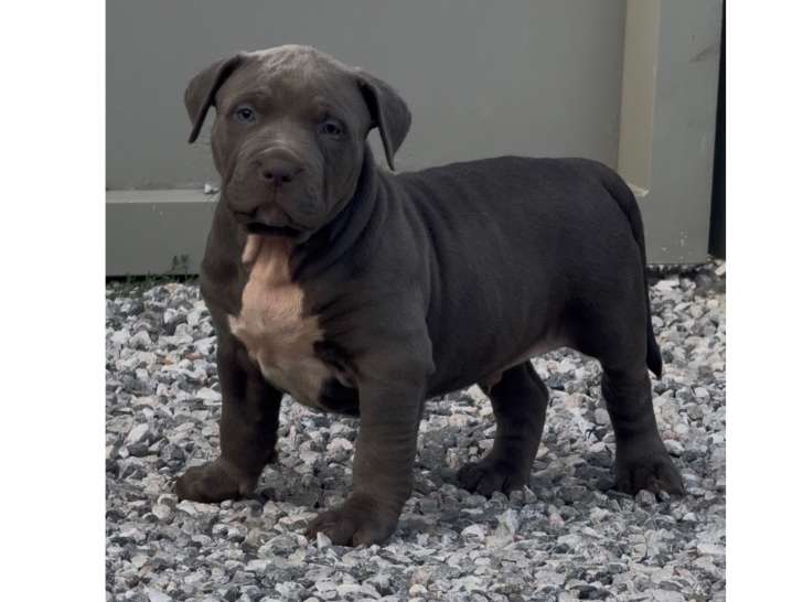 Chiots American Bully XL et XXL à vendre