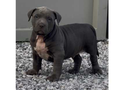 Chiots American Bully XL et XXL à vendre