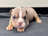 Chiots Bouledogue Anglais disponibles