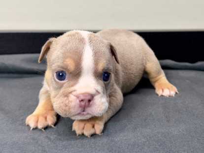 Chiots Bouledogue Anglais disponibles