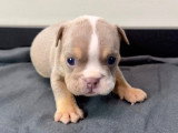 Chiots Bouledogue Anglais disponibles