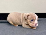 Chiots Bouledogue Anglais disponibles