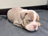 Chiots Bouledogue Anglais disponibles