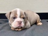 Chiots Bouledogue Anglais disponibles