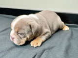 Chiots Bouledogue Anglais disponibles