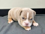 Chiots Bouledogue Anglais disponibles