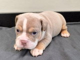 Chiots Bouledogue Anglais disponibles