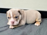Chiots Bouledogue Anglais disponibles