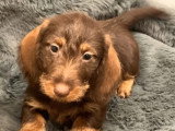 Chiot femelle Teckel nain poil dur marron chocolat LOF à vendre