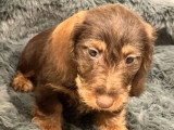 Chiot femelle Teckel nain poil dur marron chocolat LOF à vendre
