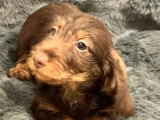 Chiot femelle Teckel nain poil dur marron chocolat LOF à vendre