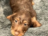 Chiot femelle Teckel nain poil dur marron chocolat LOF à vendre