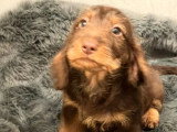 Chiot femelle Teckel nain poil dur marron chocolat LOF à vendre