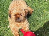 Chiot mâle Havashu caramel non LOF à vendre