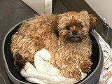 Chiot mâle Havashu caramel non LOF à vendre