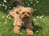 Chiot mâle Havashu caramel non LOF à vendre