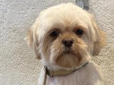 Chiot mâle Havashu caramel non LOF à vendre