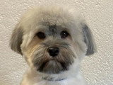 Chiot mâle Havashu caramel non LOF à vendre