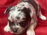 6 chiots Chihuahua à poils longs non LOF disponibles pour juillet 2026