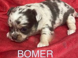 6 chiots Chihuahua à poils longs non LOF disponibles pour juillet 2026