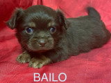 6 chiots Chihuahua à poils longs non LOF disponibles pour juillet 2026