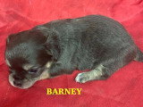 6 chiots Chihuahua à poils longs non LOF disponibles pour juillet 2026
