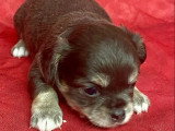 6 chiots Chihuahua à poils longs non LOF disponibles pour juillet 2026