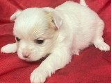 6 chiots Chihuahua à poils longs non LOF disponibles pour juillet 2026